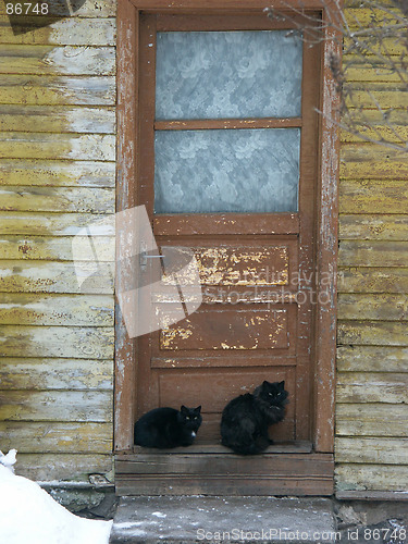 Image of Two Cats