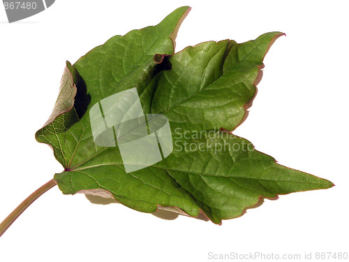Image of maple