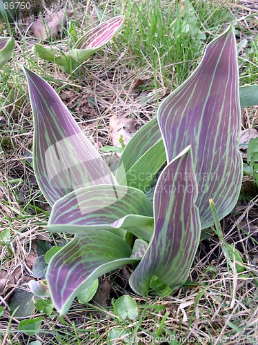 Image of Tulip's Leaf