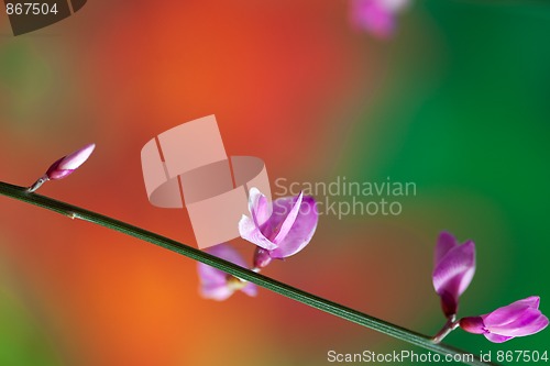 Image of Spring Twig with pink blossoms