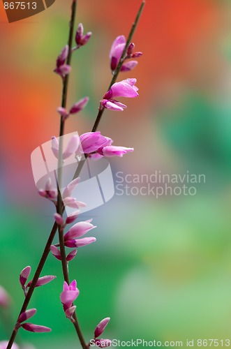 Image of Spring Twig with pink blossoms