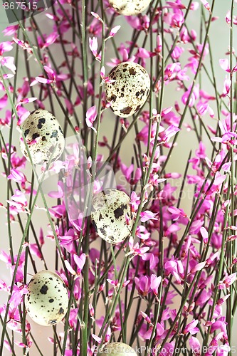 Image of Spring Twig with pink blossoms