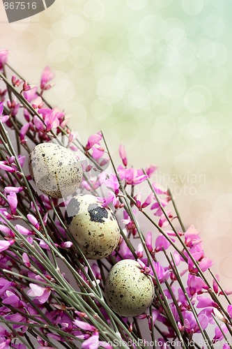 Image of Spring Twig with pink blossoms