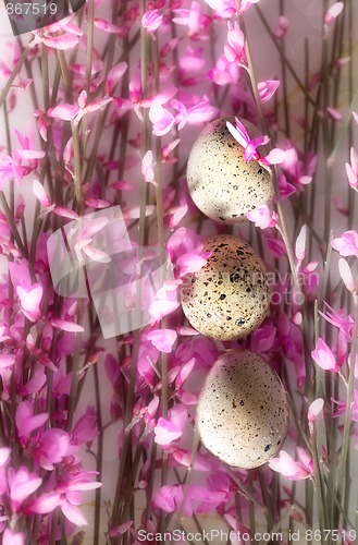 Image of Spring Twig with pink blossoms