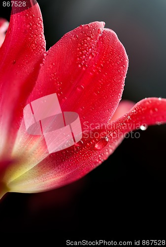 Image of Tulip