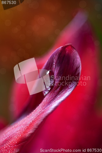 Image of Dew Drop on Tulip