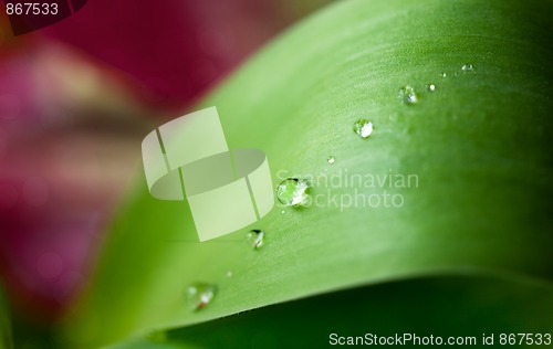 Image of Dew Drops