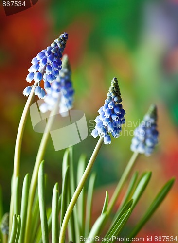 Image of Grape Hyacinth Muscari armeniacum