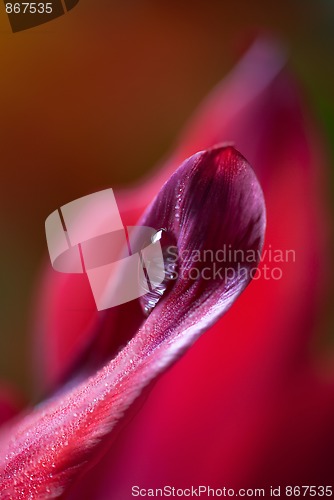 Image of Dew Drop on Tulip