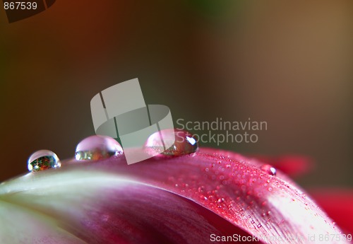 Image of Dew Drop on Tulip