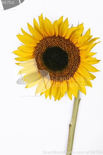 Image of Isolated Sunflower with copyspace