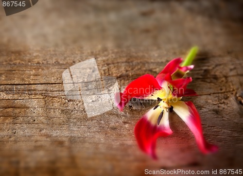 Image of Tulip