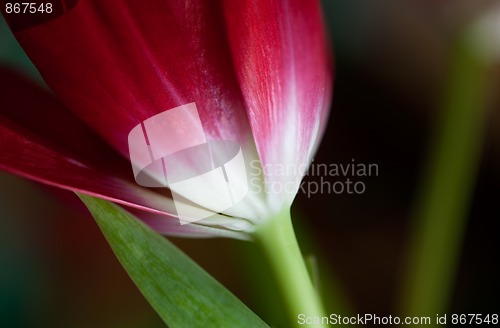 Image of Tulip