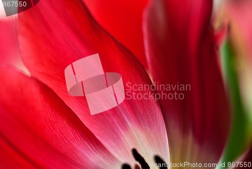 Image of Tulip