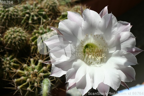 Image of Cactus