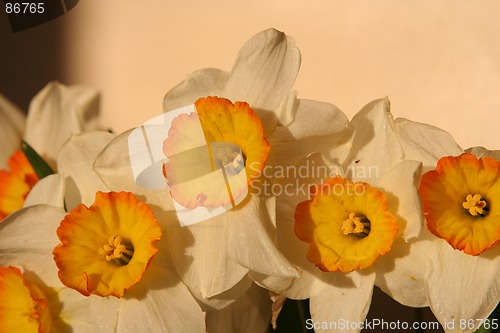 Image of Narcissus