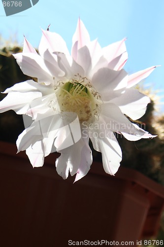 Image of Cactus in Bloom