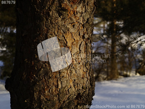 Image of pine bark