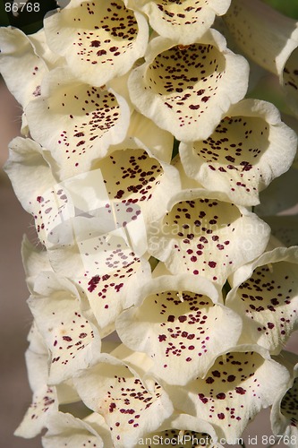 Image of Flowers