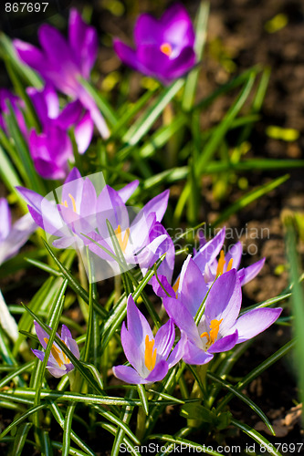 Image of violet crocuses