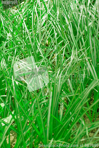 Image of green grass