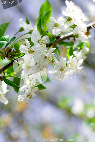 Image of flower tree