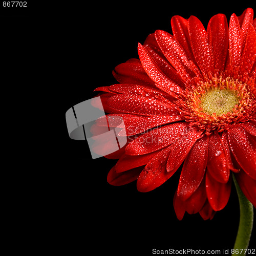 Image of red gerbera