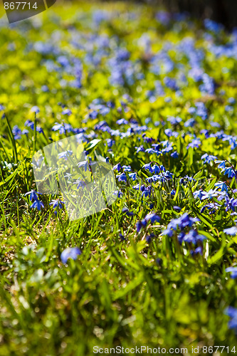 Image of First spring flowers