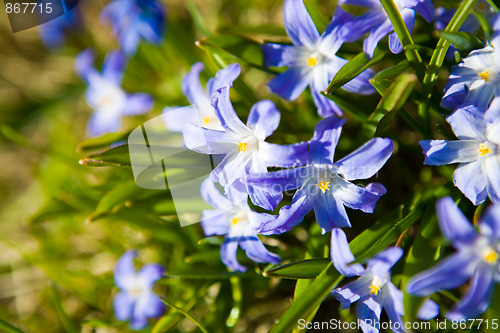 Image of First spring flowers