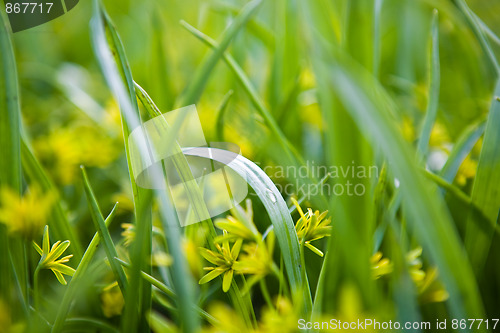 Image of Grass background