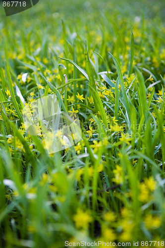 Image of Grass background