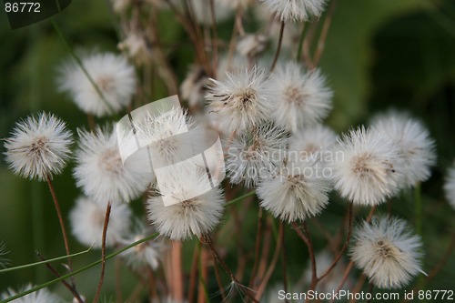 Image of Flowers