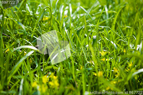 Image of Grass background