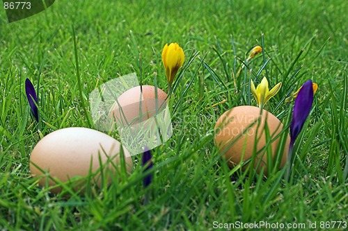 Image of Easter eggs in grass