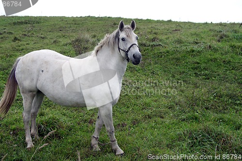 Image of Horse