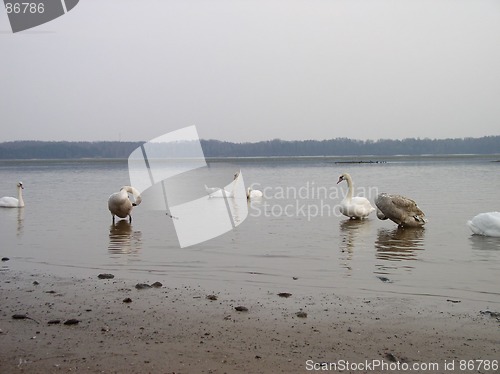 Image of Swans