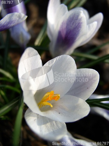 Image of Crocus