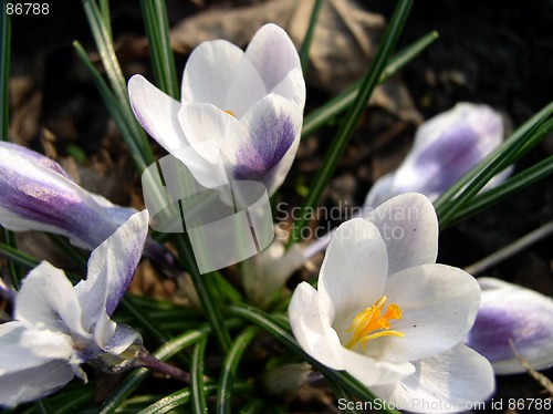 Image of Crocus