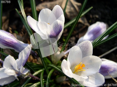 Image of Crocus