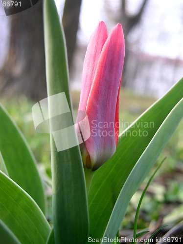 Image of Tulip