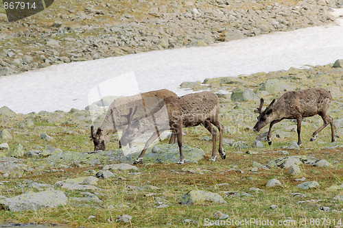 Image of Reindeers in tundra