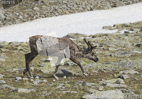 Image of Reindeer in tundra