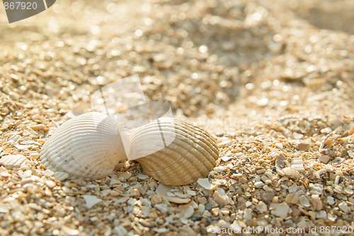 Image of Two seashells kissing