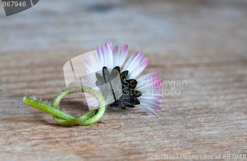 Image of Daisy Flower