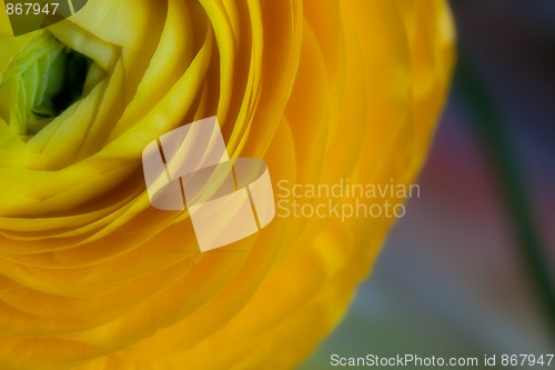 Image of Yellow Persian Buttercup Flower Ranunculus asiaticus