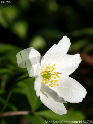 Image of Spring Flower