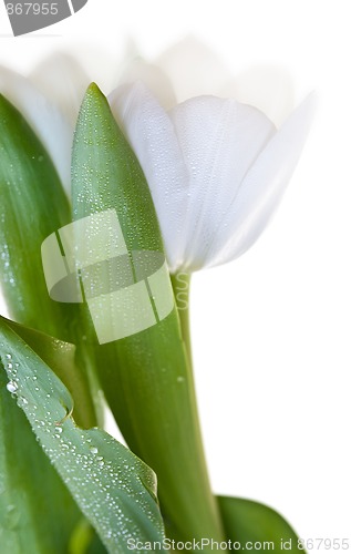 Image of White Tulips