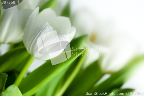 Image of White Tulips