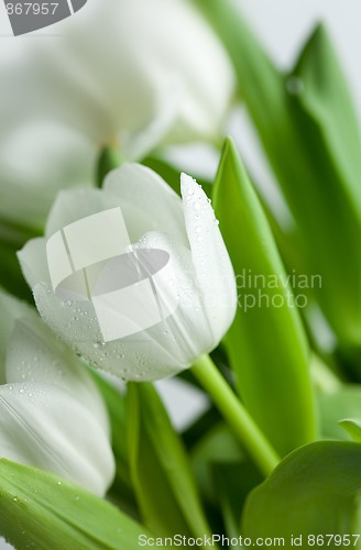 Image of White Tulips