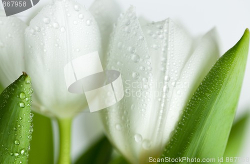 Image of White Tulips